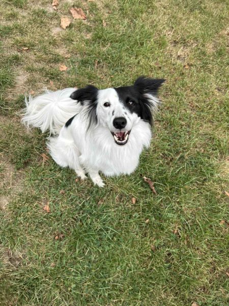 Nala