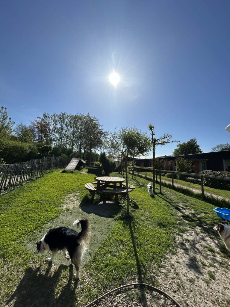 Hondenheuvel veld 2